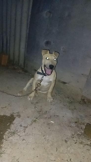qara pitbull: Salam Pitbul terier və bull terier balası qarışıq bala satılır — 1