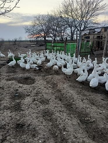 Inəklər, öküzlər: Rus qazı 150 denedi keçən ilin qazlaridi və sortu lindadi — 2