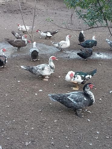 qaşqaldağ quşu: Muscovy ördəkləri (hind ördəyi) – çoxsaylı sürü Qiymətləri Ferqlidir — 4
