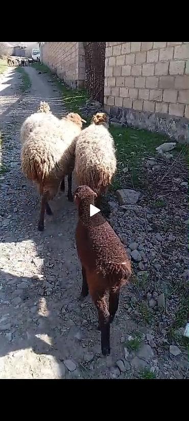 mal qoyun: 1ana bala 4cü qarın 2 şişək boğazdı doğası bu yaxında ümumilikdə 1350 — 2