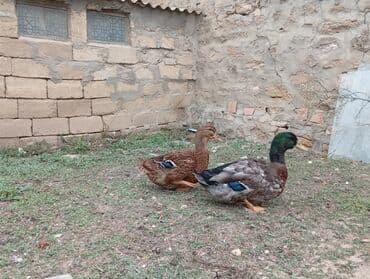 ruan ordək: Məhsul: Ördək cütü - Növ: RUAN ördəkləri, bir erkək (yaşıl parlaq — 4