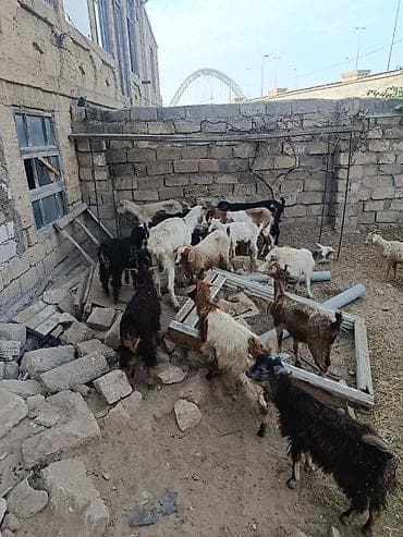 keçi heleb: 25 başdir içlərində 1 bala 2 bala 3 balali var kom satilir 2900 — 1