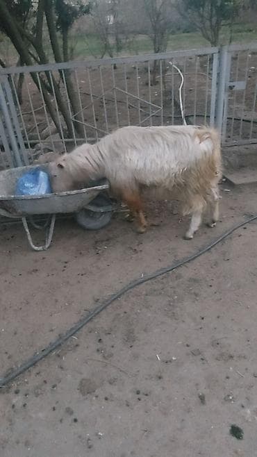 Akvariumlar: Erkək, il: 2, Damazlıq — 3