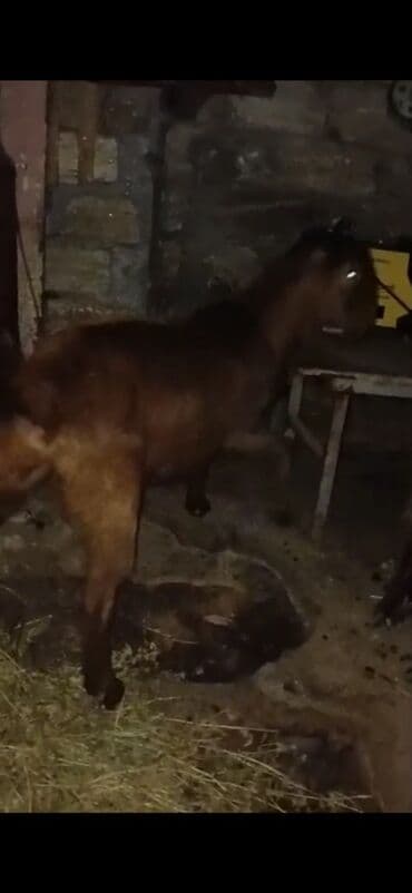 cəpis: Məhsul: Qoyun/keçi (qəhvəyi rəngdə, qulaqları sallanan, buynuzsuz tip) — 4