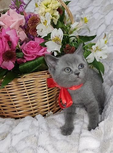 munchkin pişik: Britan — 1