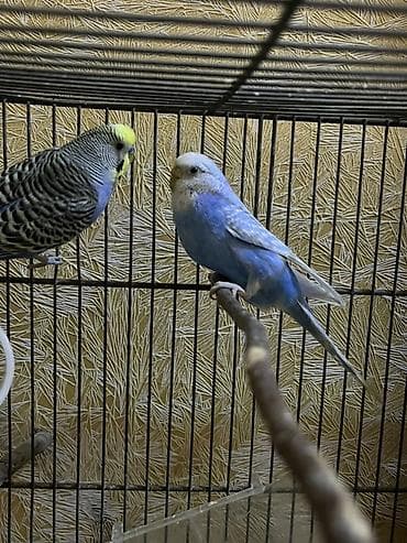 ev heyvanı satışı: Salam. Birinci şəkildəkilər cütdülər ağ rənglə yaşıl sarılı olan onlar — 5