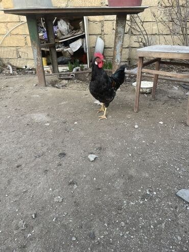 Bıçaqlar: Xoruz, il: <1 — 1