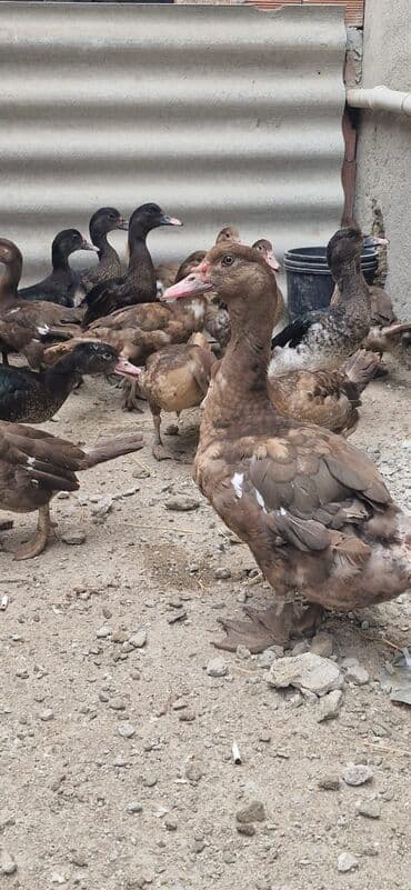 Bismillah.Salam 11 Ədəd Qırmızı Öküz Krasnadar Və 8 Ədəd Zumrudu lalafo.az -da Bismillah.Salam 11 Ədəd Qırmızı Öküz Krasnadar Və 8 Ədəd Zumrudu