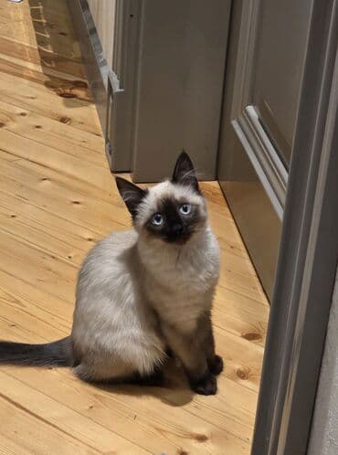 Siam, Dişi lalafo.az -da Siam, Dişi