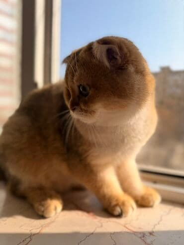 şotland pişiyi qiyməti: Şotland — 3