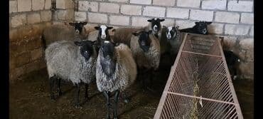 Qazlar: Satılır: Qoyun sürüsü - Növ: yerli qarışıq cinsli qoyunlar (qara, boz — 6