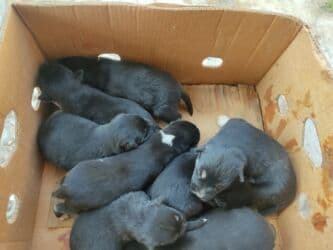 Gəmiricilər: Xaski, Erkek — 1