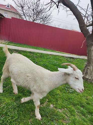 10 aylıq dişi Saneen, etliy ve ya damazlıqa yararlıdı, alverçi lalafo.az -da 10 aylıq dişi Saneen, etliy ve ya damazlıqa yararlıdı, alverçi