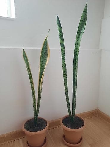 gul celengi: Qılınc gülü — 1