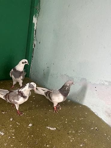 3 ude erkeydi qiymet birine aitdi