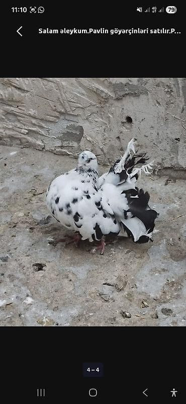 maqnitola satilir: Salam Əleykum. pavlinler satılır,pavlinlərin sağlamlıqina cavabdehəm — 8