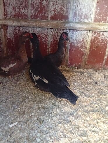 lal ördək balasi: Erkək, | Lal ördək, Damazlıq — 4