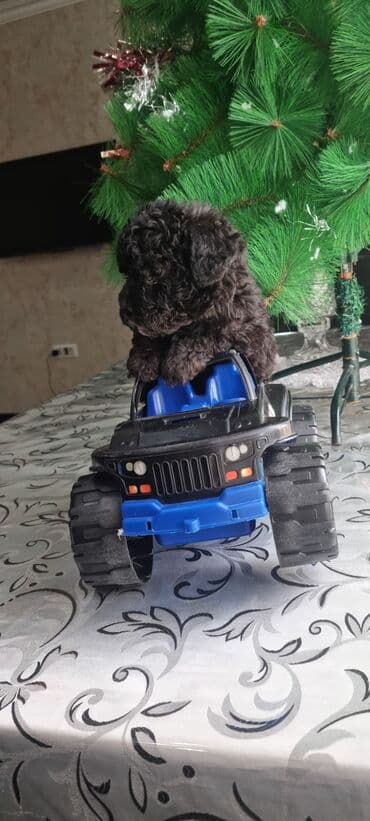 it balası satışı: Pudel, 1 ay, Erkek — 3