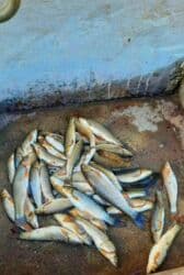 аренда и продажа недвижимости: 100 kv. m, 2 otaqlı, Qaz, İşıq, Su — 10