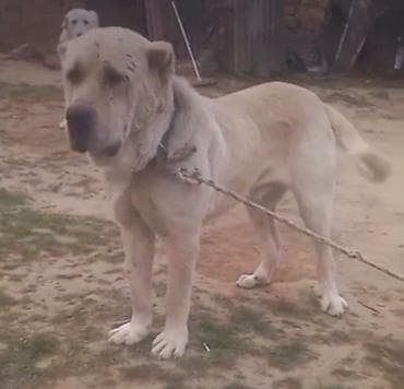 5 ayliq korpe: Qurdbasar — 2