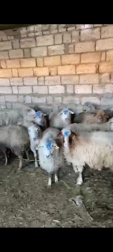 quba qoyun: Boğaz qoyunlardı — 1