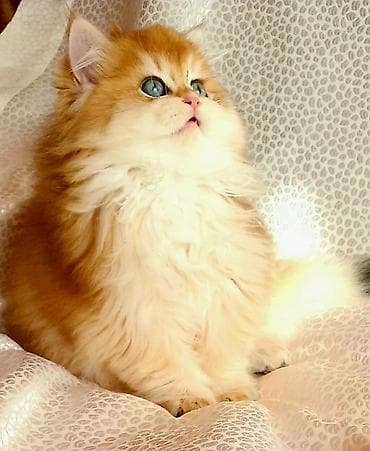 Digər heyvanlar: Erkək, Ünvandan götürmə — 4