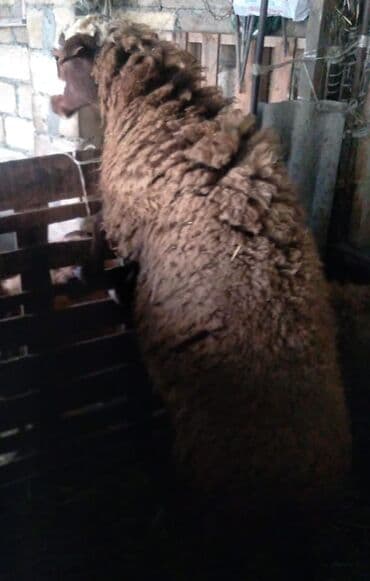 Куры: Самка, лет: 2 — 2