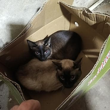 Akvariumlar: Siam, Yaxşı əllərə — 1