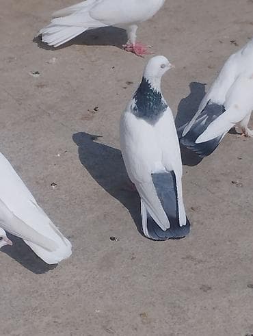 balaca pisik satisi: Salam təmiz qan ağ baş tam sağlam — 10