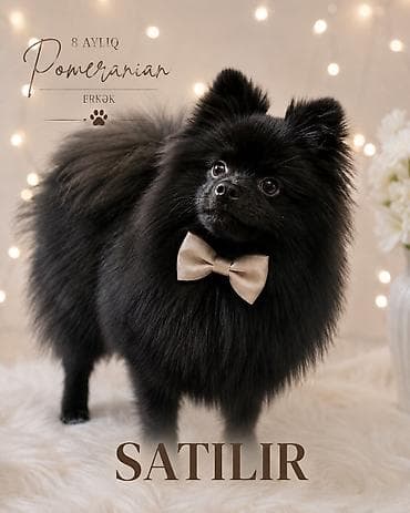 lalafo.az heyvanlar itler: Şpitz, 7 ay, Erkek, Peyvəndli, Ünvandan götürmə — 3