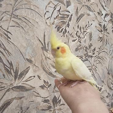 bulbul quşu: Növ: Nimfa kakadu (cockatiel) Rəng: Lutinо (tam açıq-sarı bədən — 4