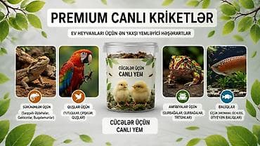 balaca it adlari: Məhsul: Canlı kriketlər – sürünənlər və quşlar üçün premium yem — 5