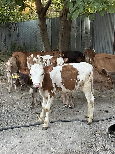 lal ördək balası: Erkek Buzovlar 750 manatdan baslayir Her buzovun öz qiymeti var hamisi — 4