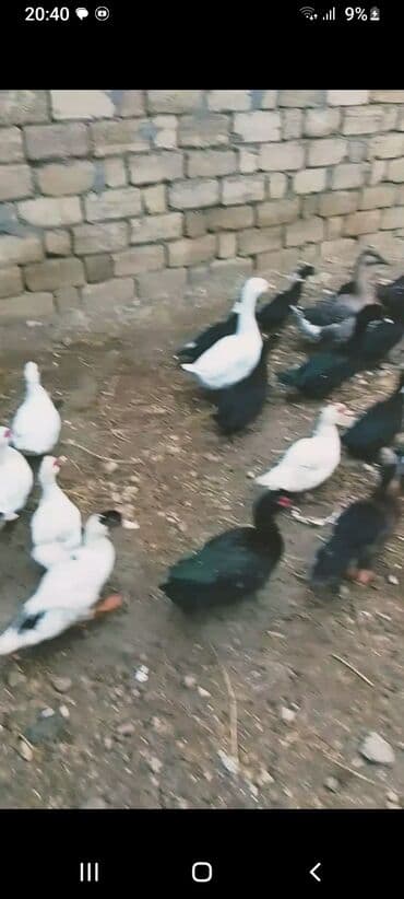 Inəklər, öküzlər: Məhsul: Qaz və ördək sürüsü Təsvir: - Şəkillərdə müxtəlif növ ev — 4