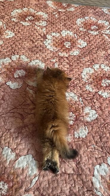 heyvanların sexsi: Qızıl şinşilla — 3