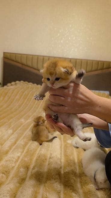 pişik qara: Yumşaq tüklü, iri gözlü balaca pişik balaları. Rənglər: krem-ağ və — 4