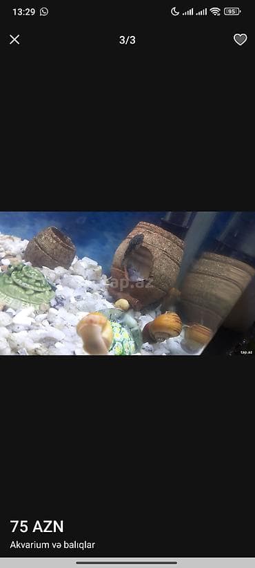 Digər heyvanlar: Akvaryum komplekti – 75 AZN - Şüşə akvaryum (təxminən kiçik/orta — 3