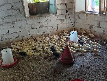 K/t heyvanları və malları: Pekin ördək balaları 20 günlük 5azn Çox alana endrim olacaq Ünvan — 2