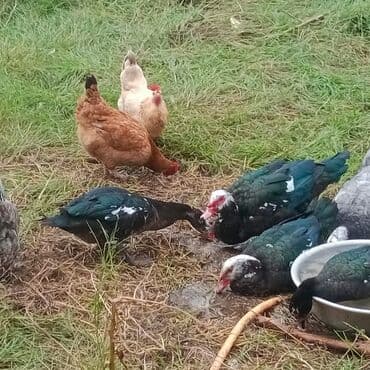 Lal ördekler3 erkek 5 dişi erkek 20 AZN dişi 17 AZN tam sağlam cavan — 6