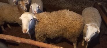 cuce yem qabi: Toxumluq qoç yaşı olmuyub hələ aktivliyi əladı qan testidə etdirmişəm — 4