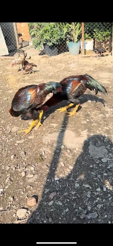 yaponka xoruzlar: Məhsul: Uzunboyun, möhkəm ayaqlı, sərt bədən quruluşlu döyüş tipli — 12