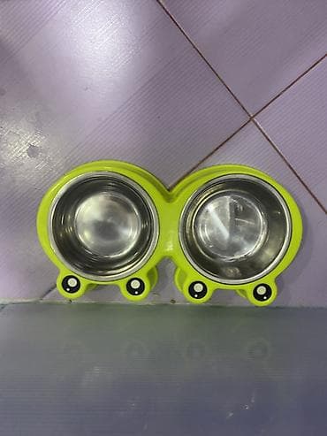 şinşila pişik: Şotland yastı qulaq, Dişi — 6