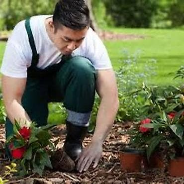 Услуги по строительству и ремонту: Peşəkar bağça və landşaft xidmətləri - Dekorativ kol, gül və ağacların — 1