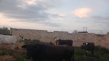 Iri damazliq mallardir toplu sekilde satilir bogaz da var bu gun