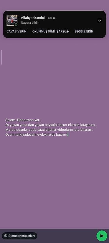 heyvan sahiblənmək: Doberman, 2 il, Erkek, Peyvəndli, Ödənişli çatdırılma — 2