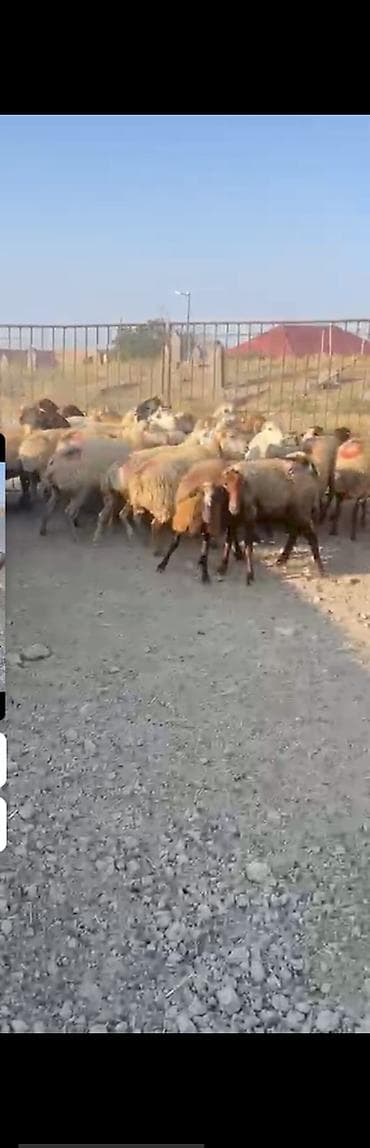 cane corso qiyməti: 30 Eded qoyundu 1 Eded qoç 15 ededi birinci qarinidi 15 ededi ise — 2
