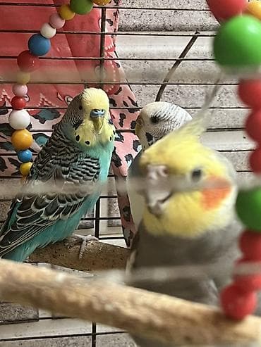 sumqayit papuqay: Məhsul: 1 dişi,1 erkək Korellaj və papuqaylar var. Korellanın 1 i — 2