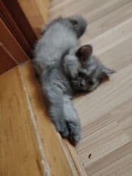 pişik satisi 2022: Britan, Erkək, Dişi, Ünvandan götürmə — 6