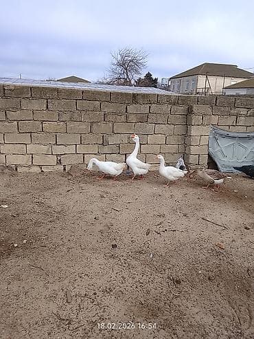 Keçilər, çəpişlər: 1ədəd ərkey qaz qiymeti 30 manat — 3