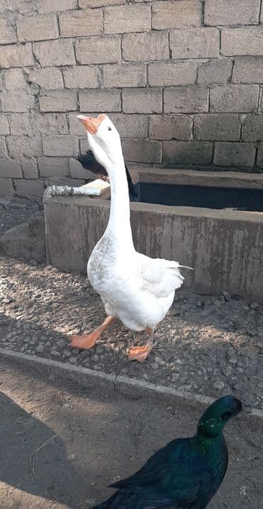 qazlar gəncə: Ağ qaz – iri cüssəli, uzunboyun, narıncı dimdik və pərli ayaqlar. - — 1